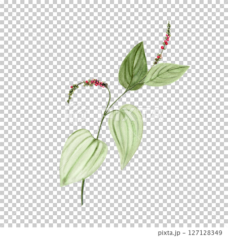Branch of Kampot pepper plant with heart-shaped green leaves and multicolored peppercorns. Hand-painted watercolor isolated on white. Perfect for packaging, culinary design, branding, or eco labels Branch of Kampot pepper plant with heart-shaped green leaves and multicolored peppercorns. Hand-painted watercolor isolated on white. Perfect for packaging, culinary design, branding, or eco labels 127128349