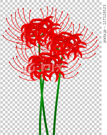 群集孤挺花 127128523