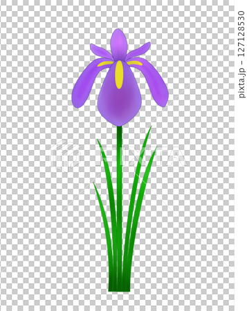 Iris Iris 127128530