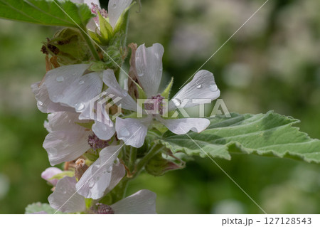 雨上がりの満開のマシュマロウの花 127128543