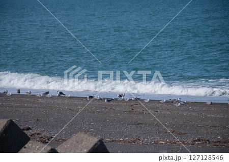 カモメが群れるオホーツク海の海岸 127128546