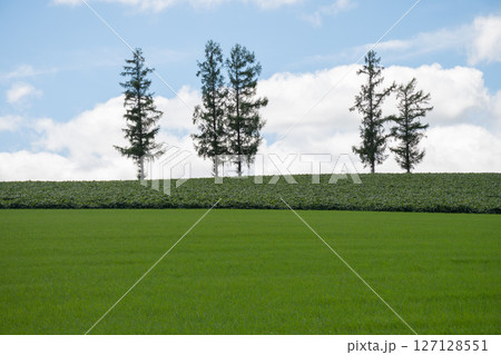 緑の畑と青空　美瑛町 127128551