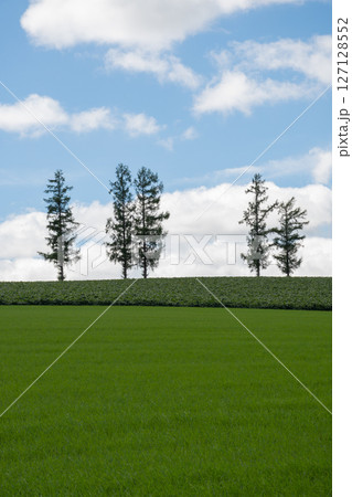 緑の畑と青空　美瑛町 127128552