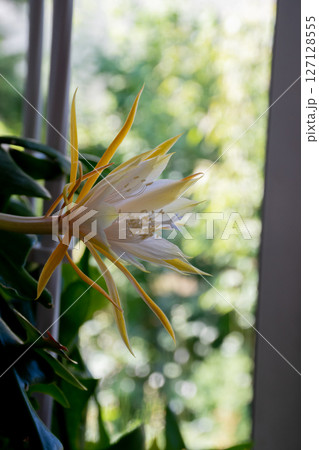 満開の白いサボテンの花 満開の白いサボテンの花 127128555