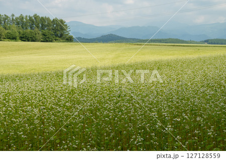 白い花が満開の夏のソバ畑 127128559