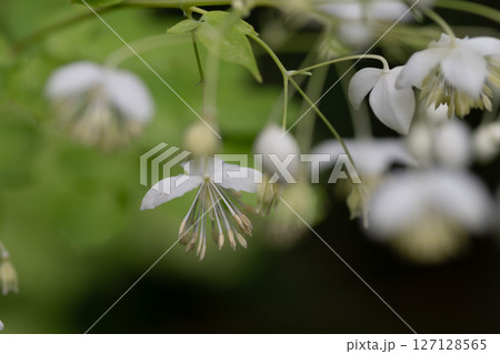 満開のシロバナシキンカラマツ 満開のシロバナシキンカラマツ 127128565