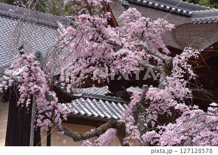 光明寺　勅使門の枝垂れさくら 127128578
