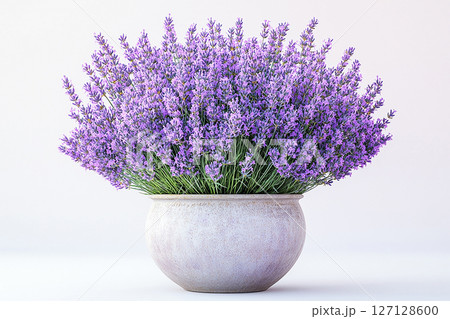 Close-up of a potted lavender plant with purple flowers on a white background. Herb bush is grow in ceramic pot Close-up of a potted lavender plant with purple flowers on a white background. Herb bush is grow in ceramic pot 127128600