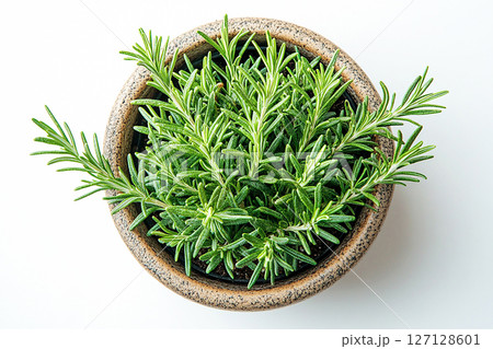 Potted rosemary plant with needle-like leaves on a white background. Herb in pot. 127128601