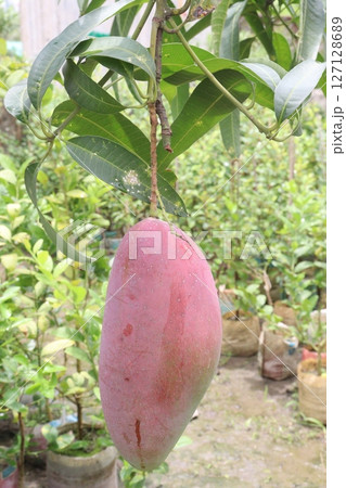 mango on tree in farm for sell 127128689