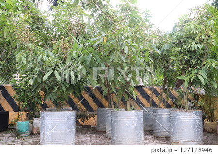 Longan fruit on tree in farm 127128946