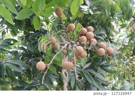 Longan fruit on tree in farm 127128947