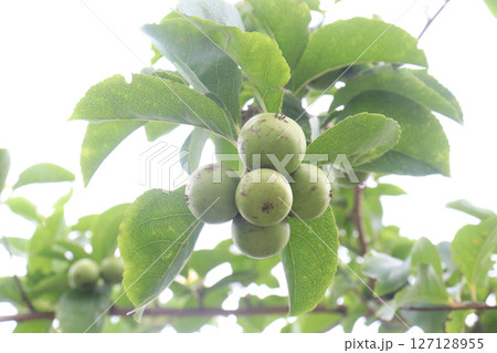 manila cherry fruit on tree in farm manila cherry fruit on tree in farm 127128955