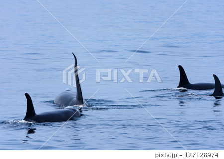 シャチ。根室海峡の野生のシャチの群れ、6月の羅臼からのネイチャークルーズで撮影。 127128974