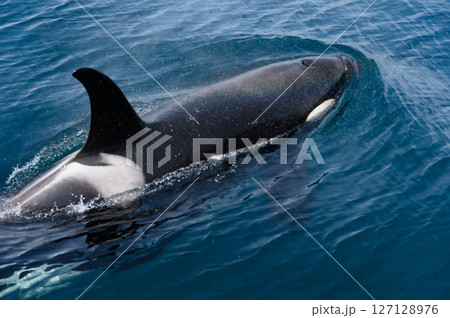 シャチ。根室海峡の野生のシャチの群れ、6月の羅臼からのネイチャークルーズで撮影。 127128976