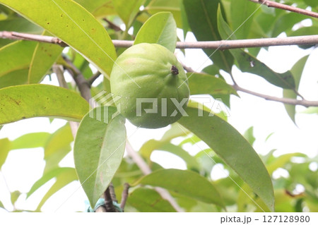 Garcinia cambogia is a tropical fruit plant on farm Garcinia cambogia is a tropical fruit plant on farm 127128980