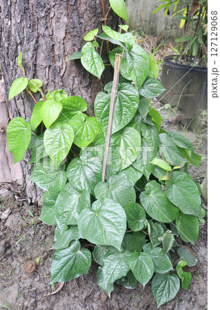 betel leaf on farm for harvest betel leaf on farm for harvest 127129068