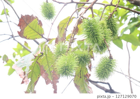 Rambutan on tree in farm for harvest Rambutan on tree in farm for harvest 127129070