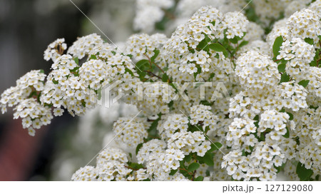 Spirea chamaedryfolia blooms profusely in the spring 127129080