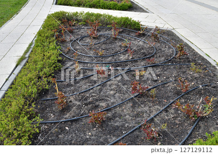 Rose garden in early spring - cut rose bushes and watering hoses Rose garden in early spring - cut rose bushes and watering hoses 127129112