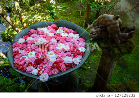 京都 法然院の花手水 京都 法然院の花手水 127129232
