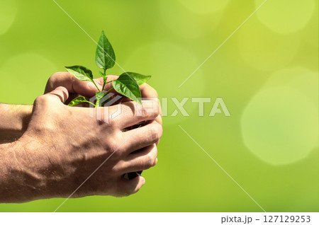Hands holding young tree for planting on a blurred green nature backgraund. Concept eco earth day. Hands holding young tree for planting on a blurred green nature backgraund. Concept eco earth day. 127129253