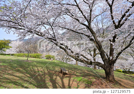 満開の甚六桜 127129575