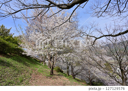満開の甚六桜 127129576