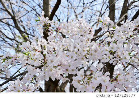 満開の甚六桜 127129577
