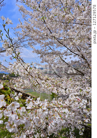 満開の甚六桜 127129578