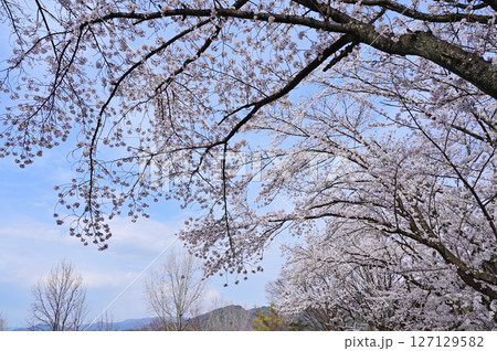 満開の甚六桜 127129582