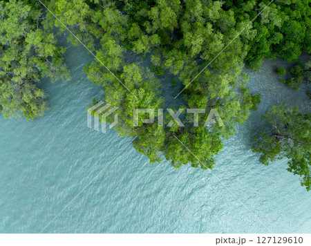 Amazing abundant mangrove forest, Aerial view of forest trees Rainforest ecosystem and healthy environment background, Texture of green trees forest top down,High angle view wide angle lens. Amazing abundant mangrove forest, Aerial view of forest trees Rainforest ecosystem and healthy environment background, Texture of green trees forest top down,High angle view wide angle lens. 127129610