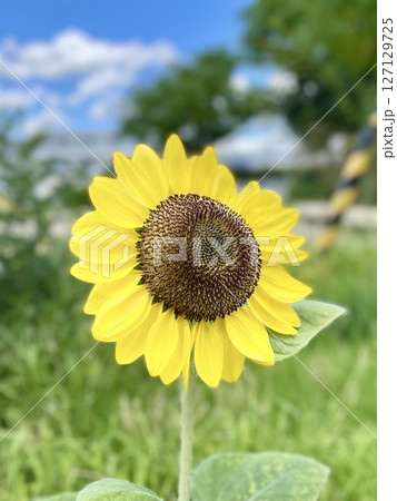 真夏の空の下で咲く満開のヒマワリ 真夏の空の下で咲く満開のヒマワリ 127129725