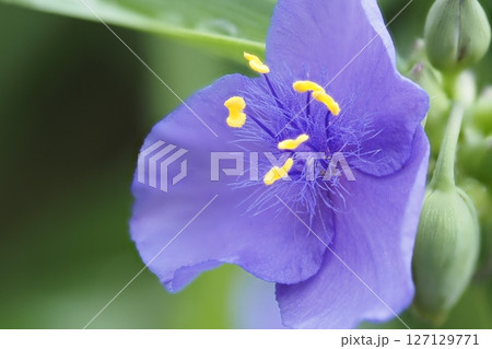 ムラサキツユクサの花のアップ 127129771