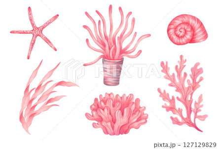 Collection of sea elements coral, seaweed, spiral shell, starfish. Watercolor illustrations. Underwater nature of the seabed. Hand drawn isolated art. Clipart for children's design, tourism, travel. 127129829