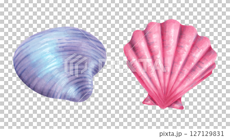 Purple, pink seashell. Watercolor illustration. Sketch of bivalve mollusk, scallop. Hand drawn isolated art. Wild underwater sea life. Shell for menu design, kids room, tourism. Exotic ocean fauna. 127129831