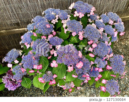 満開の紫陽花(日本のあじさい展) 〈形原温泉あじさいの里/愛知県蒲郡市〉 満開の紫陽花(日本のあじさい展) 〈形原温泉あじさいの里/愛知県蒲郡市〉 127130084