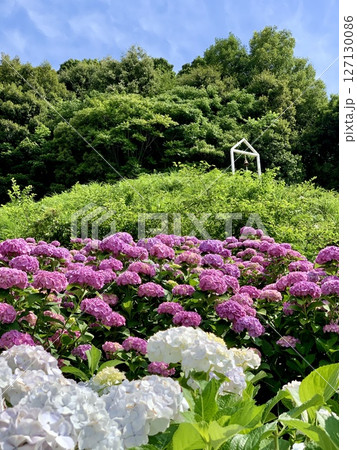 紫陽花咲き乱れるあじさいガーデンからチャレンジの鐘を見上げる〈形原温泉あじさいの里/愛知県蒲郡市〉 紫陽花咲き乱れるあじさいガーデンからチャレンジの鐘を見上げる〈形原温泉あじさいの里/愛知県蒲郡市〉 127130086