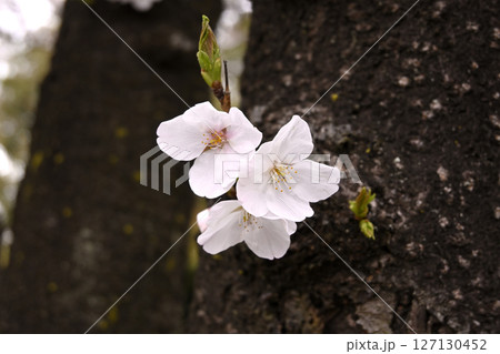 幹に咲く桜 127130452