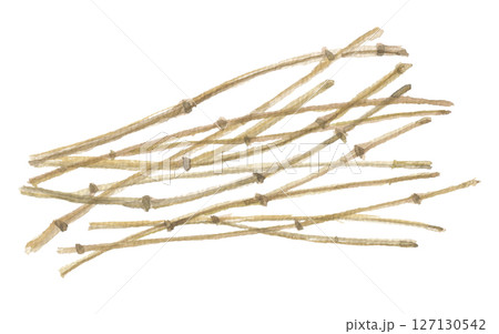 水彩で描いた麻黄　マオウ 127130542