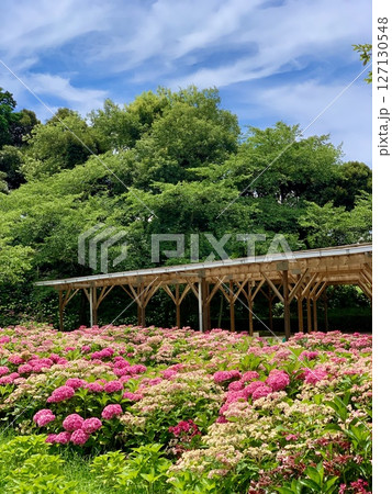 新緑と青空に彩られた満開の紫陽花畑〈可睡ゆりの園/静岡県袋井市〉 新緑と青空に彩られた満開の紫陽花畑〈可睡ゆりの園/静岡県袋井市〉 127130548