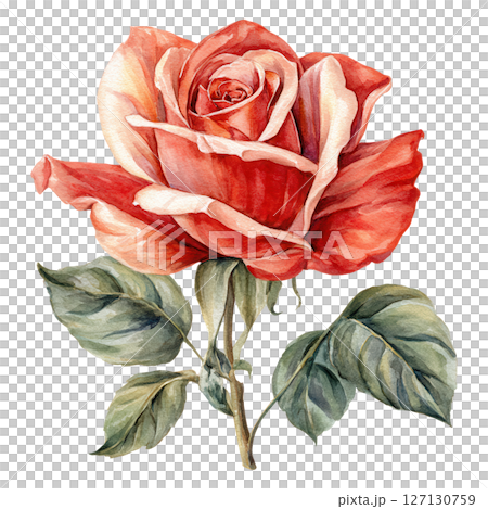 Detailed watercolor illustration of red and cream rose with green leaves, showcasing delicate petals and natural beauty in soft colors 127130759