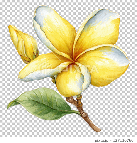 Yellow flower with green leaf and bud on branch, watercolor style painting with soft natural colors and delicate texture Yellow flower with green leaf and bud on branch, watercolor style painting with soft natural colors and delicate texture 127130760