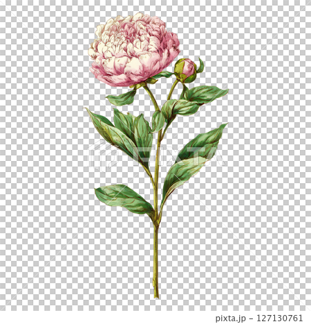 Pink peony flower with green leaves and bud on single stem, beautifully detailed and softly colored, evoking gentle and natural feeling Pink peony flower with green leaves and bud on single stem, beautifully detailed and softly colored, evoking gentle and natural feeling 127130761