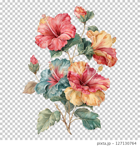 Beautiful hibiscus flower bouquet with vibrant red, yellow, and blue petals and lush green leaves on transparency background 127130764