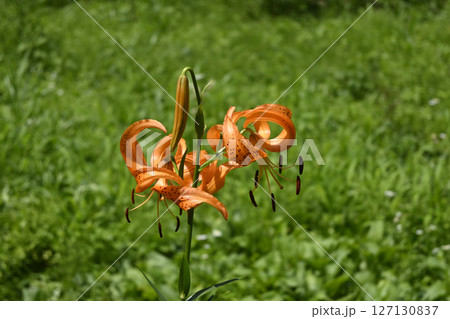 オニユリの花 オニユリの花 127130837