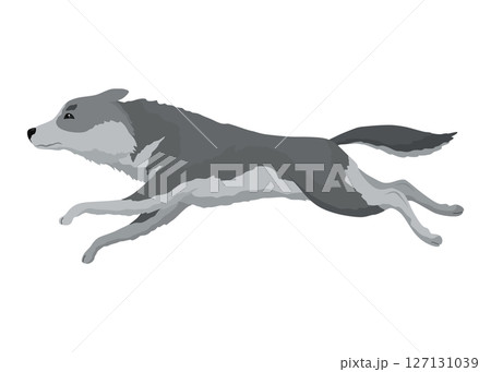 Cute gray wolf pose. Cartoon character of dangerous mammalian animal. Vector flat illustration isolated on white background Cute gray wolf pose. Cartoon character of dangerous mammalian animal. Vector flat illustration isolated on white background 127131039