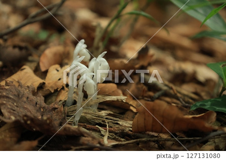 茶色い落ち葉がある地面から生える白いギンリョウソウの花 茶色い落ち葉がある地面から生える白いギンリョウソウの花 127131080