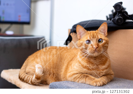 A fluffy orange cat is lounging on a cat tree, gazing at the camera A fluffy orange cat is lounging on a cat tree, gazing at the camera 127131302