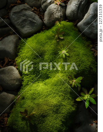 natural moss pictures Cosmetics and skin care advertising poster illustration images natural moss pictures Cosmetics and skin care advertising poster illustration images 127131339